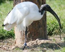 Ibis-10.jpg